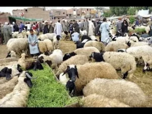 أضاحي العيد في منافذ التموين