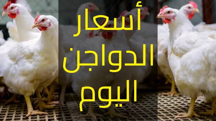 أسعار الدواجن اليوم