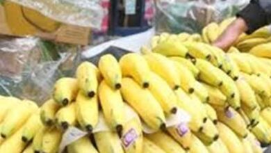 أسعار الموز