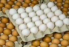 كرتونة البيض تتجاوز 115 جنيه