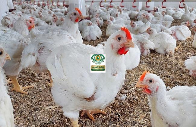 الفراخ البيضاء اليوم