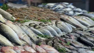 أسعار الأسماك