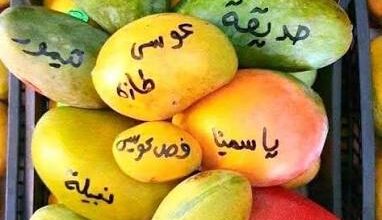 أسعار المانجو